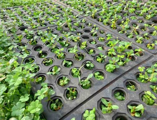 Agricultural Matting: Enhancing Plant Growth and Animal Safety